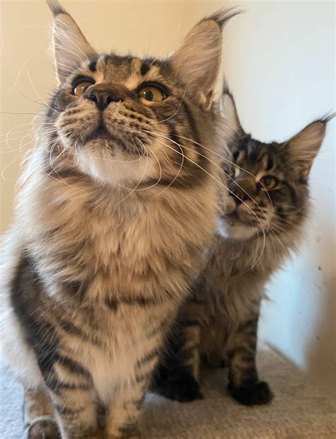 Maine coon kijiji - Find maine coon' in All Categories in British Columbia. Visit Kijiji Classifieds to buy, sell, or trade almost anything! Find new and used items, cars, real estate, jobs, services, vacation rentals and more virtually in British Columbia. 